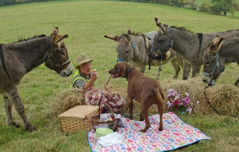 Donkey walking 2 768x487