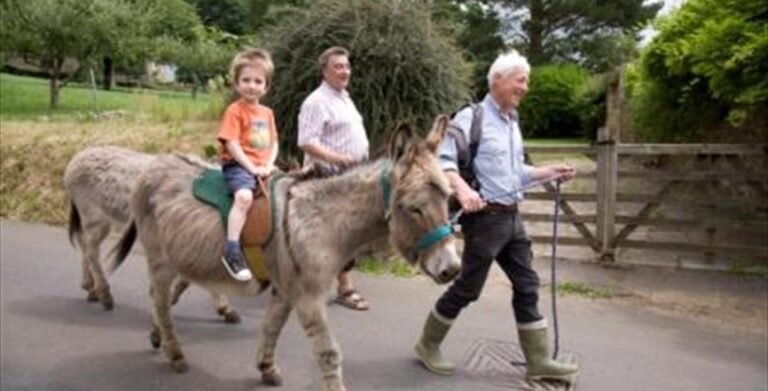 Donkey walking 768x391