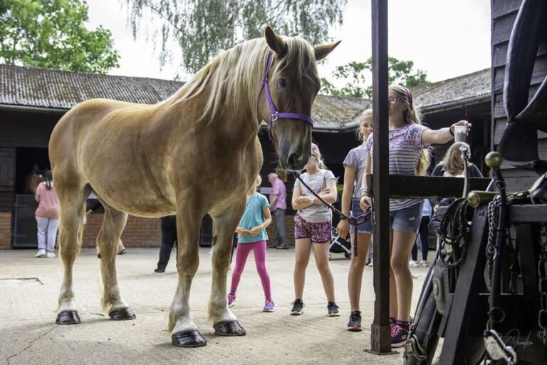 Dorset Heavy Horse Farm Park 768x512