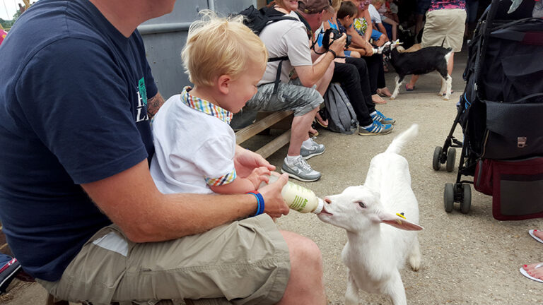 farmer palmers 3 768x432