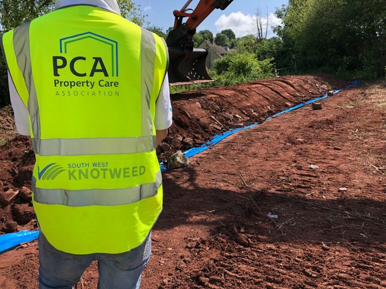 japanese knotweed removal devon cornwall somerset dorset bristol uk 768x576