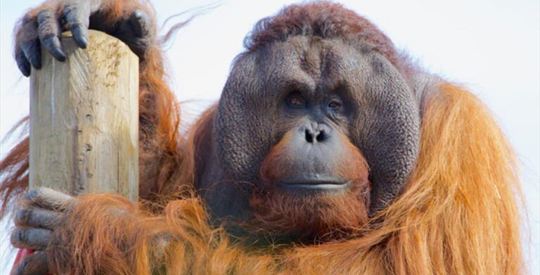 Monkey World 768x391