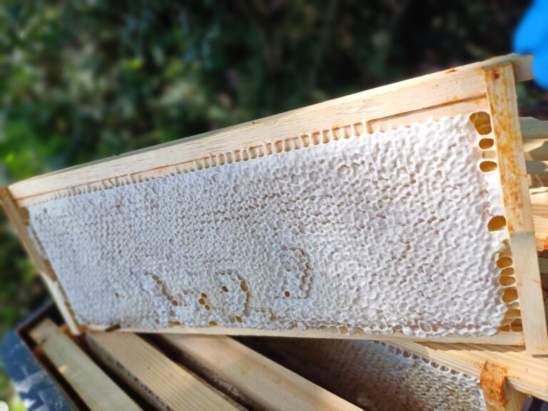 20240728 134633 resized 1 768x576