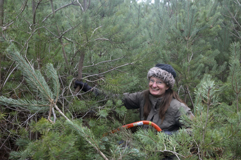 Pull a Pine Event Terry Bagley 7 768x512