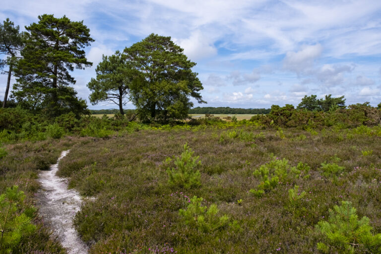 Arne sam turley. 2 768x512