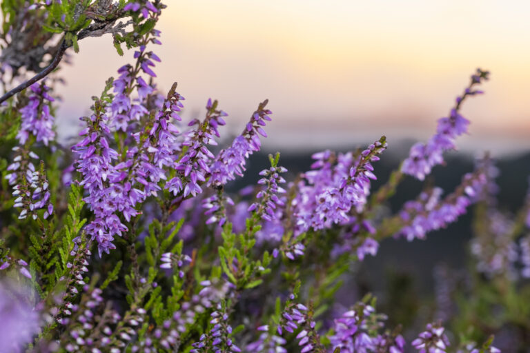 Ling heather RSPB Arne 768x512