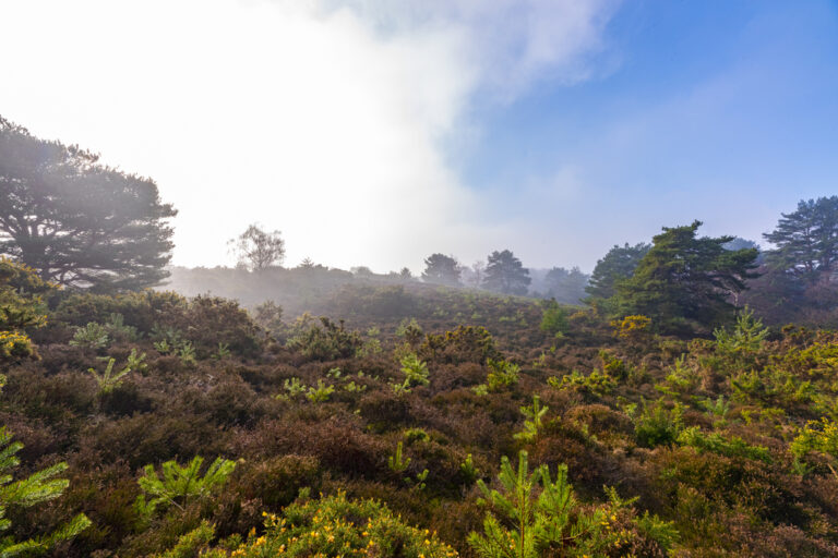 Rosie Dutton. 4 768x512