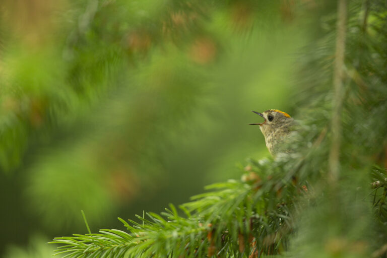 2168325 w Ben Andrew Goldcrest 768x512