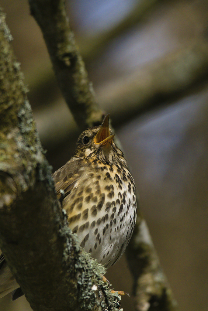 2238124 w Annabel Sharpe Song Thrush