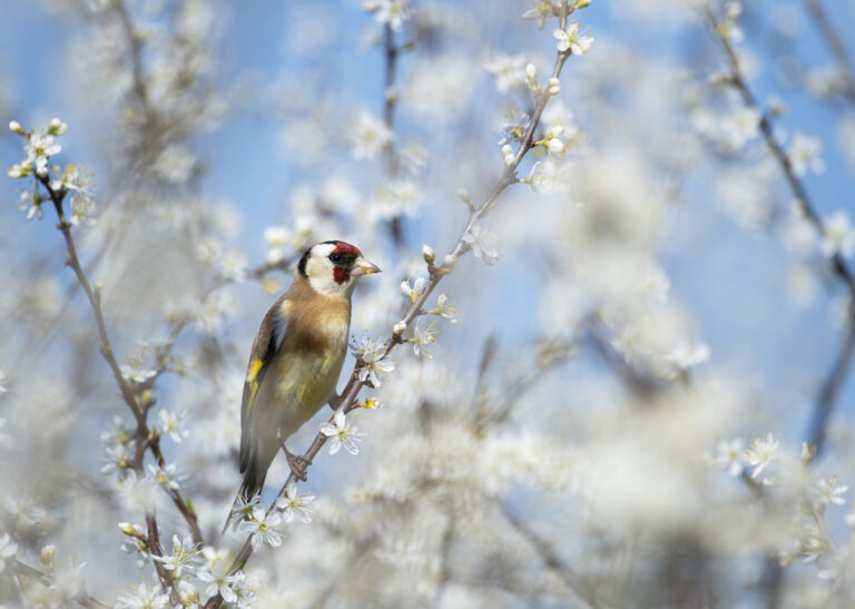 2274697 w Ben Andrew Golfinch Blossom 768x547
