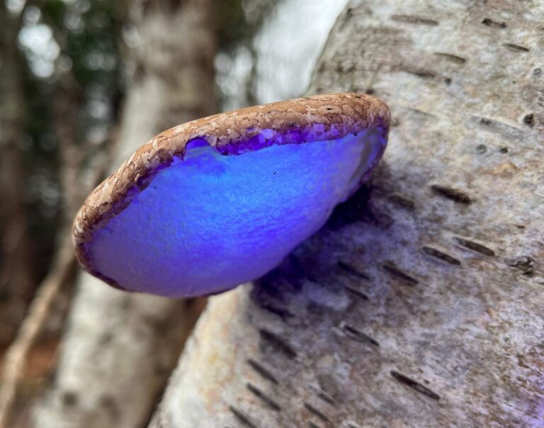 Birch Polypore Fungi Leonard 768x604