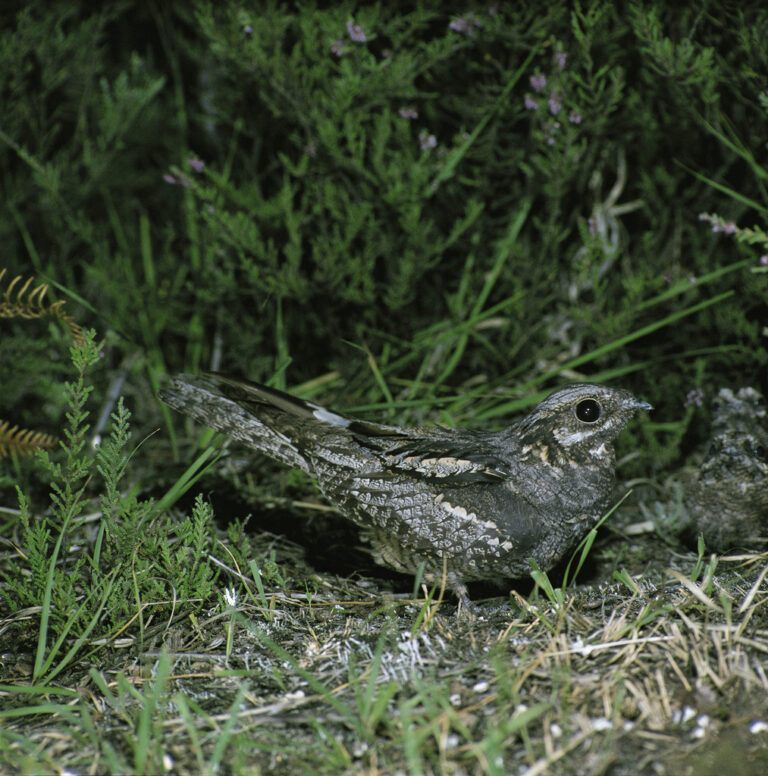 1003708 w Mike Richards 1 768x776