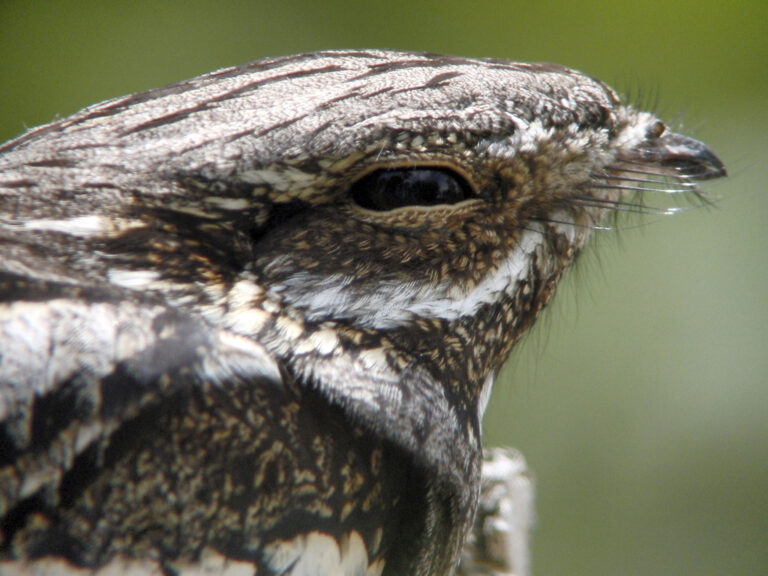 1037034 w Grahame Madge 768x576