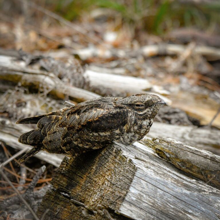 2174312 w Verity Hill low res 768x768