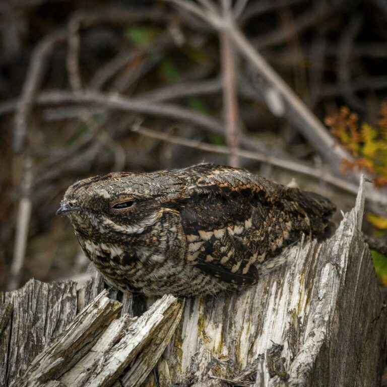 2174313 Verity Hill low res 768x768