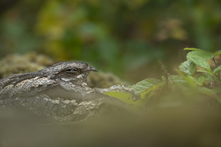 2194999 w Ben Andrew 1 768x512