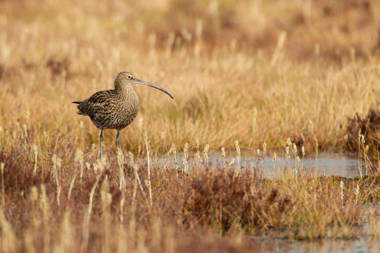 RSPB 1018947 Curlew Jake Stephens sml 768x512