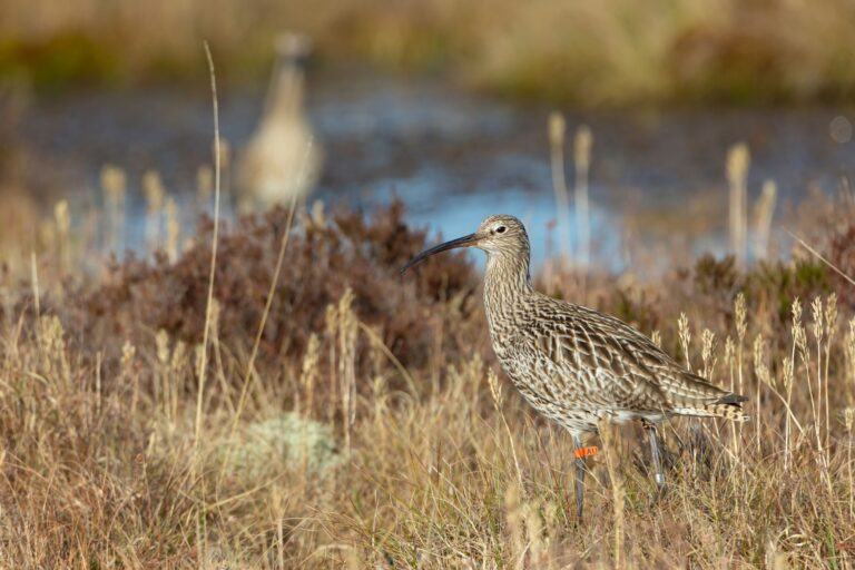 RSPB 1044093 Curlew Jake Stephens sml 768x512